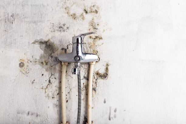 Best Best Mold Removal Companies  in Fort Shawnee, OH