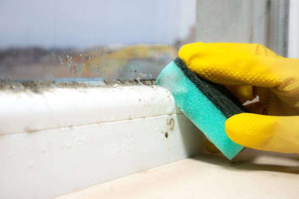 Best Fast Mold Removal  in Fort Shawnee, OH