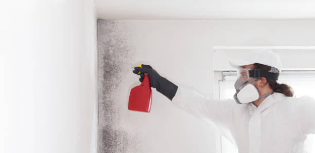 Best Emergency Mold Removal  in Fort Shawnee, OH