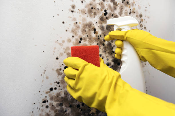 Best Toxic Mold Removal  in Fort Shawnee, OH