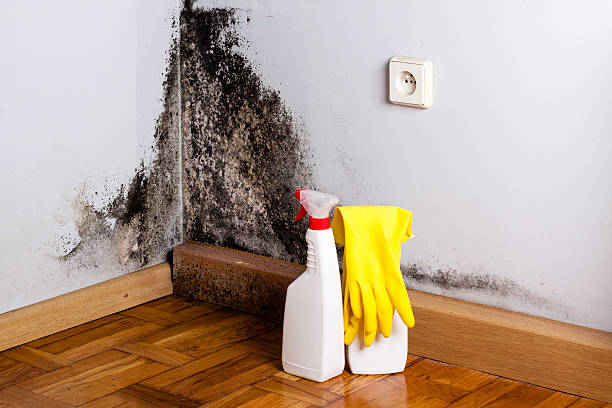Home Mold Removal in Fort Shawnee, OH