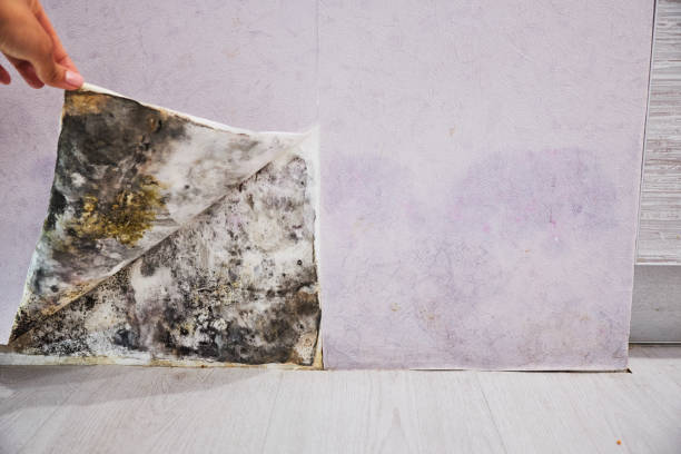 Best Mold Testing  in Fort Shawnee, OH